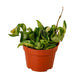 Hoya Rope Plant succulent in 4 inch planter on white background