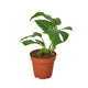 Rhaphidophora Tetrasperma "Mini Monstera" houseplant in 4 inch nursery planter on white background