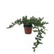 Bonsai Juniper