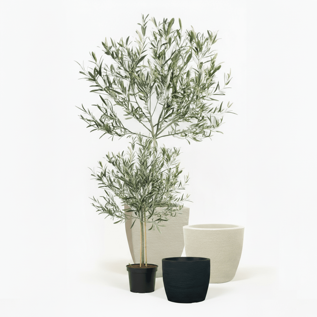 Arbequina Olive Tree