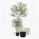 Arbequina Olive Tree