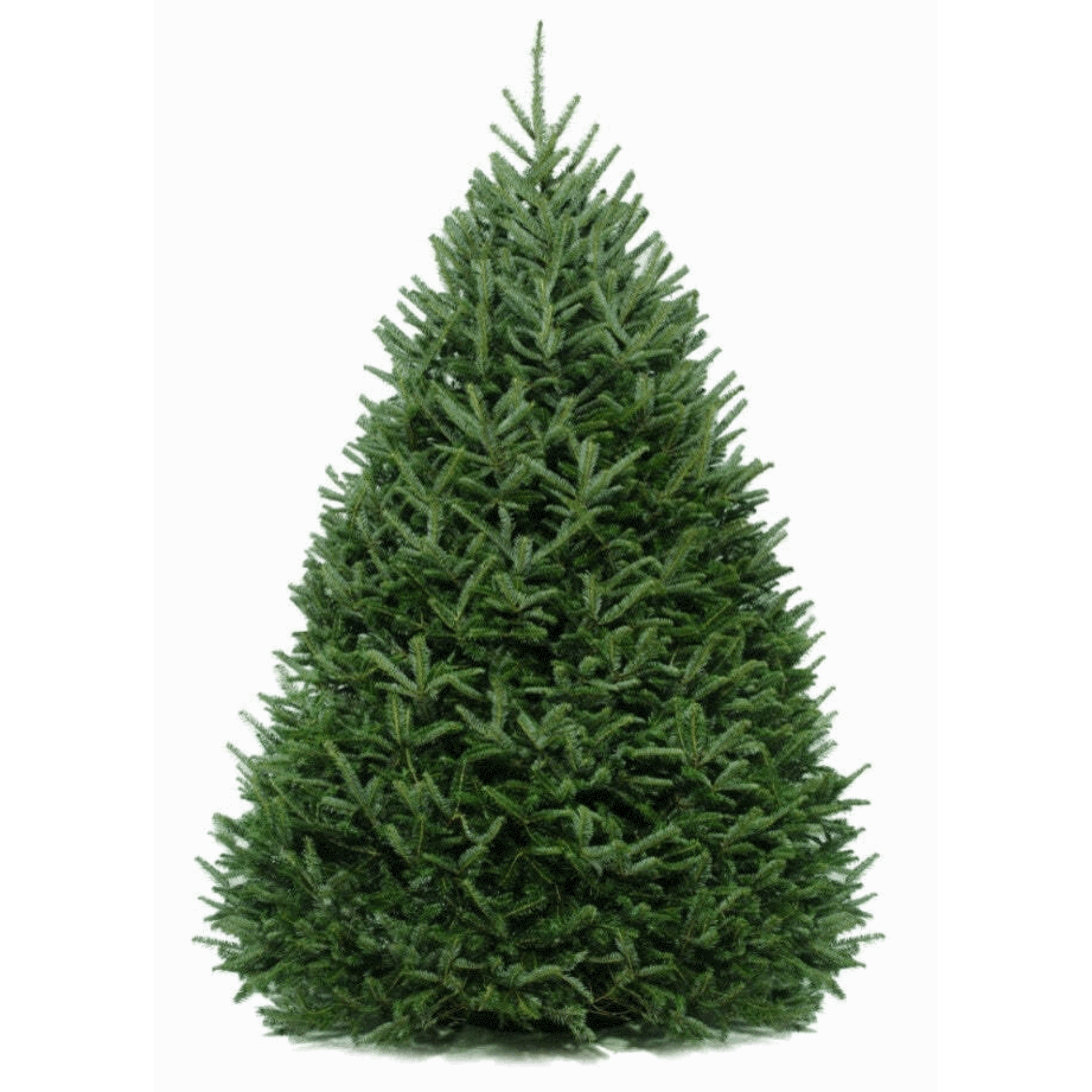 Nationwide Plants Fraser Fir Tree