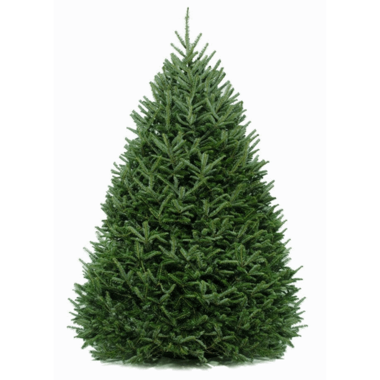 Live Cut Fraser Fir Tree (5-6 Ft.) - NationwidePlants.com  