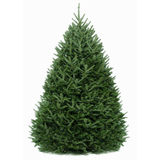 Live Cut Fraser Fir Tree (5-6 Ft.) - NationwidePlants.com  