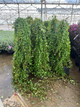 Green Showers Boston Ivy
