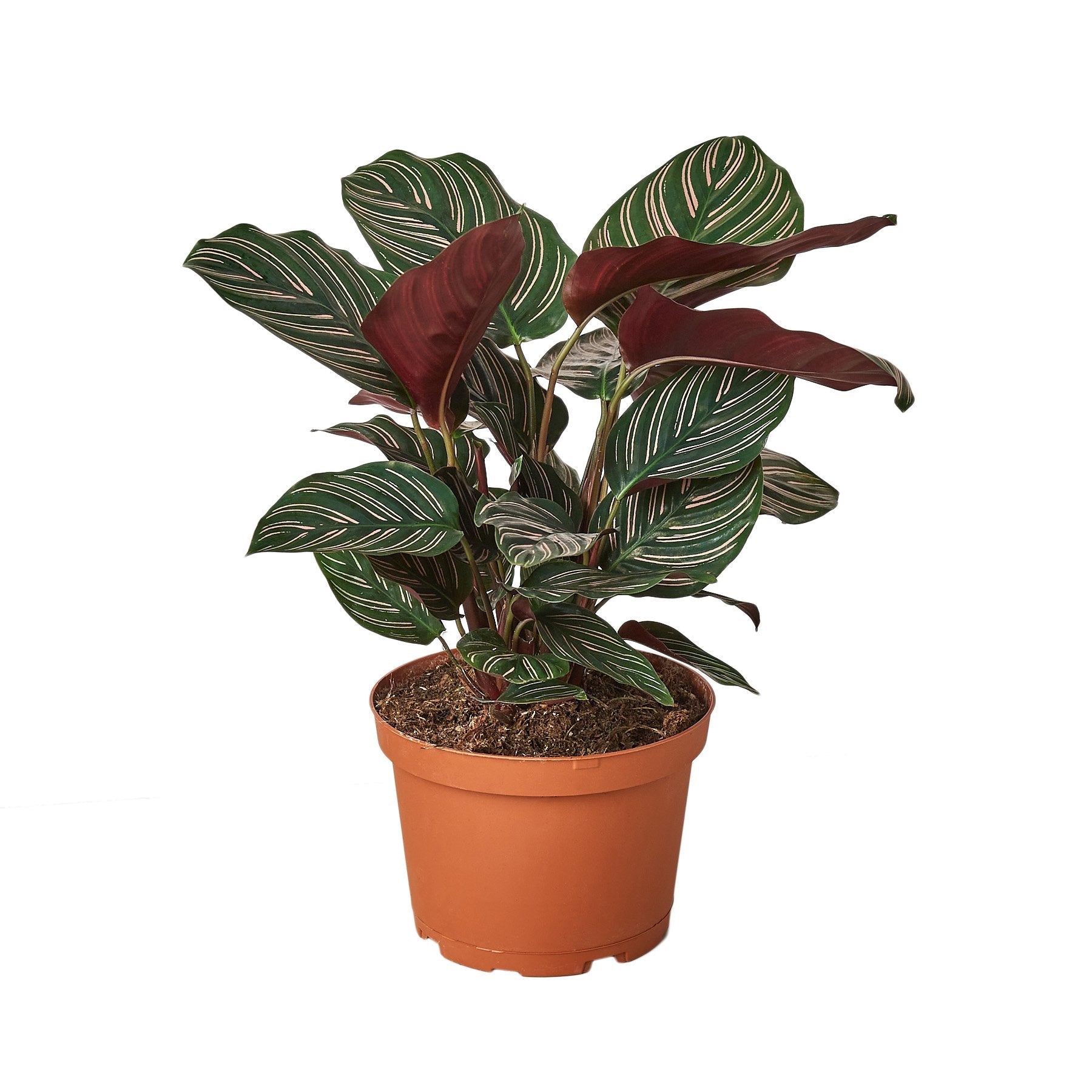 Nationwide Plants Calathea Ornata - Thumbnail 4