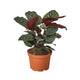 Calathea Ornata Houseplant in 6 inch nursery planter on white background