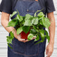 philodendron cordatum heartleaf houseplant in 6 inch planter being held by person in blue apron for scale