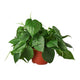 philodendron cordatum heartleaf houseplant  in nursery planter on white background
