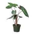 Alocasia Pink Dragon in a simple green plastic pot, isolated on a white background.