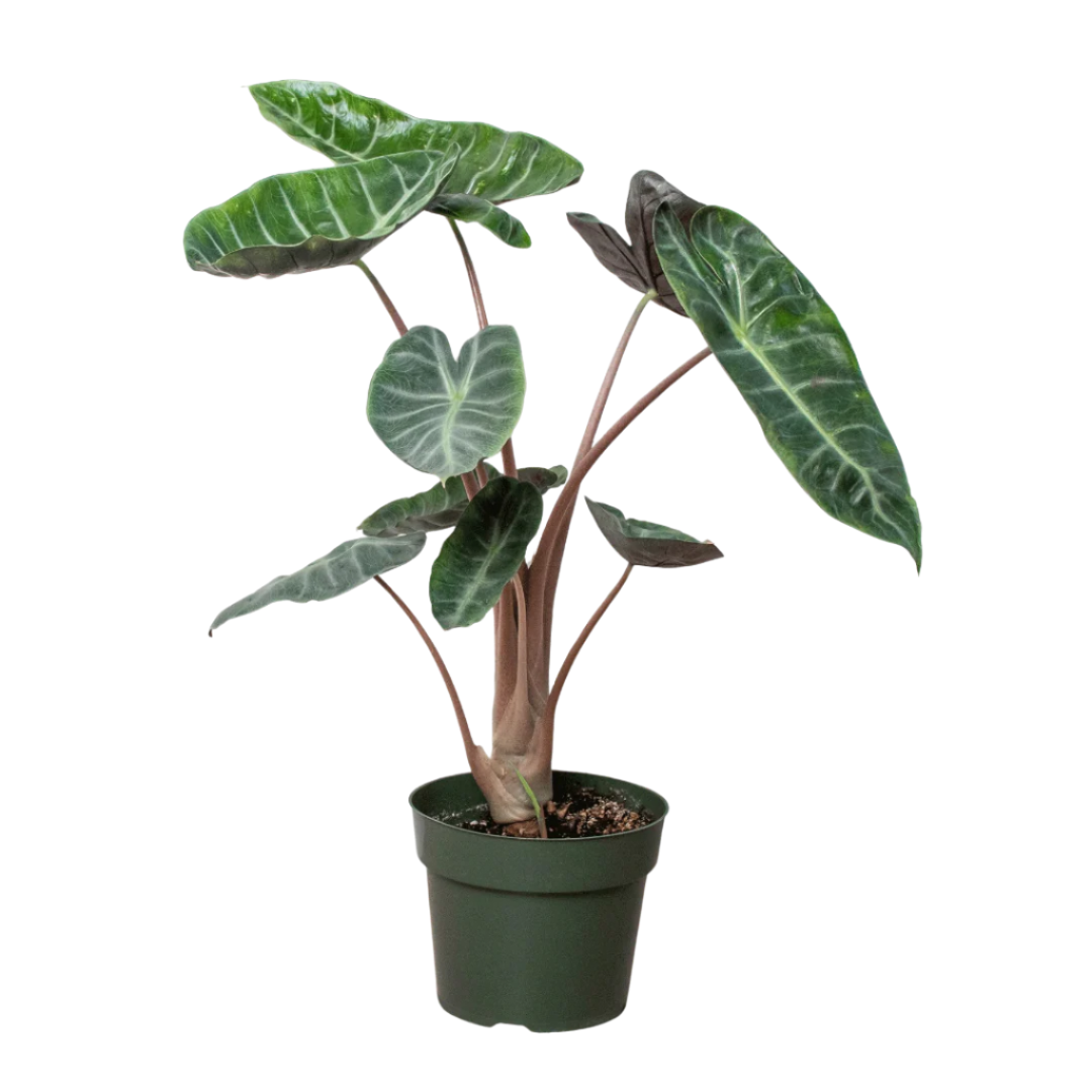 Alocasia Pink Dragon in a simple green plastic pot, isolated on a white background.