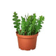 'Ric Rac' Fishbone Cactus