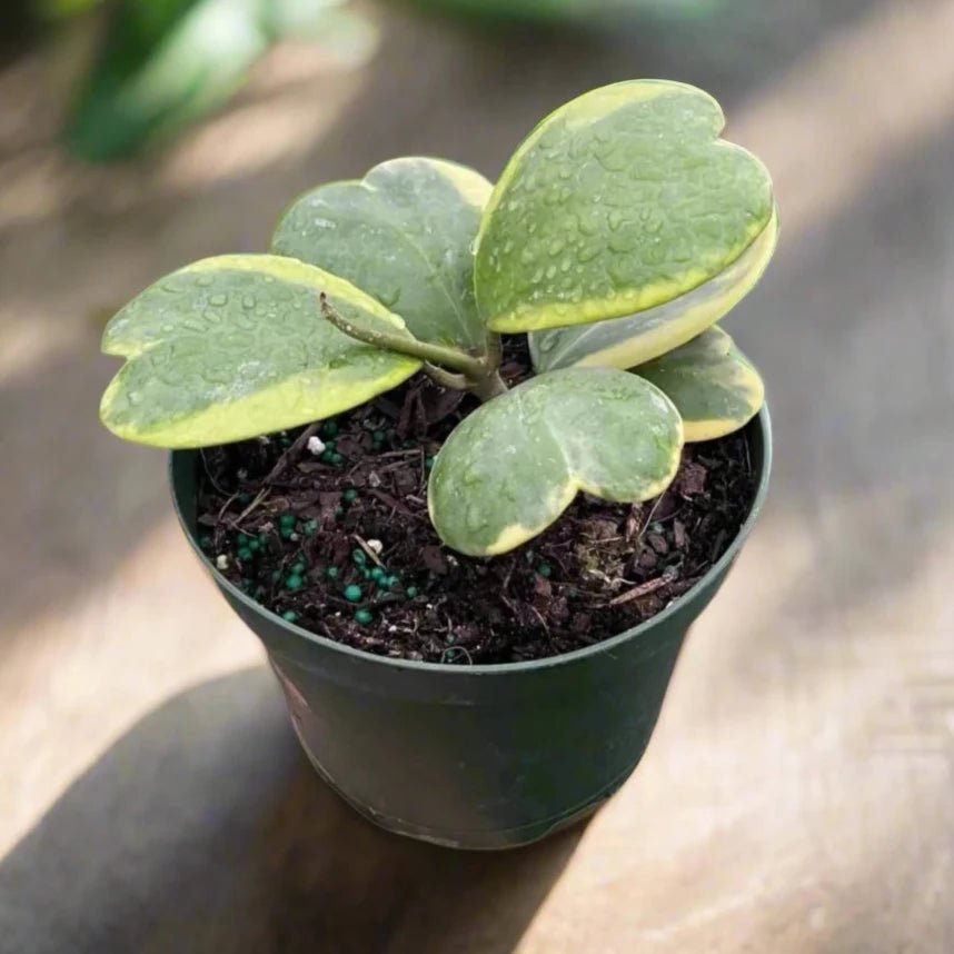 variegated heart succulent The Snobby Leaf | Hoya Sweetheart Variegated - 4 inch Pot