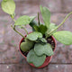 hoya heart plant in nursery planter on neutral background