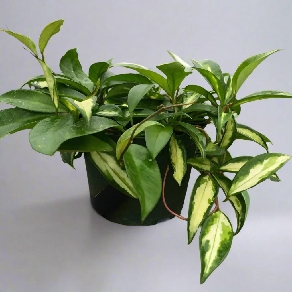 Nationwide Plants Hoya Carnosa - Thumbnail 5