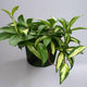 HOYA KRIMSON PRINCESS in a 6 inch nursery planter on white background