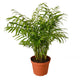 parlor palm tree in basic plant nursery pot on white background