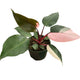 Pink princess philodendron with large green leaves with large pink sections that show up sporadically on some leaves.
