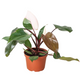 pink princess philodendron houseplant in a nursery planter on a white background