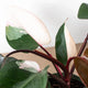 Foliage closeup for the pink princess philodendron houseplant with powerful pink intrusions on the deep green leaves
