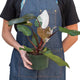 person holding a 6 inch nursery planter with a philodendron pink princess houseplant