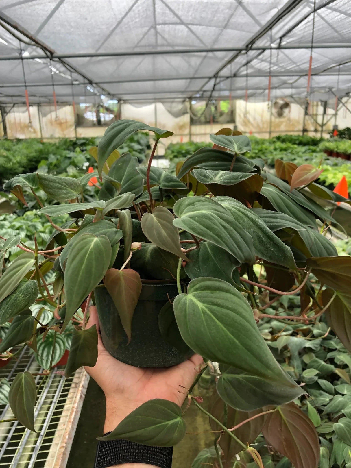 philodendron hederaceum micans velvet leaf Philodendron 'Velvet' – Unique and Luxurious Houseplant