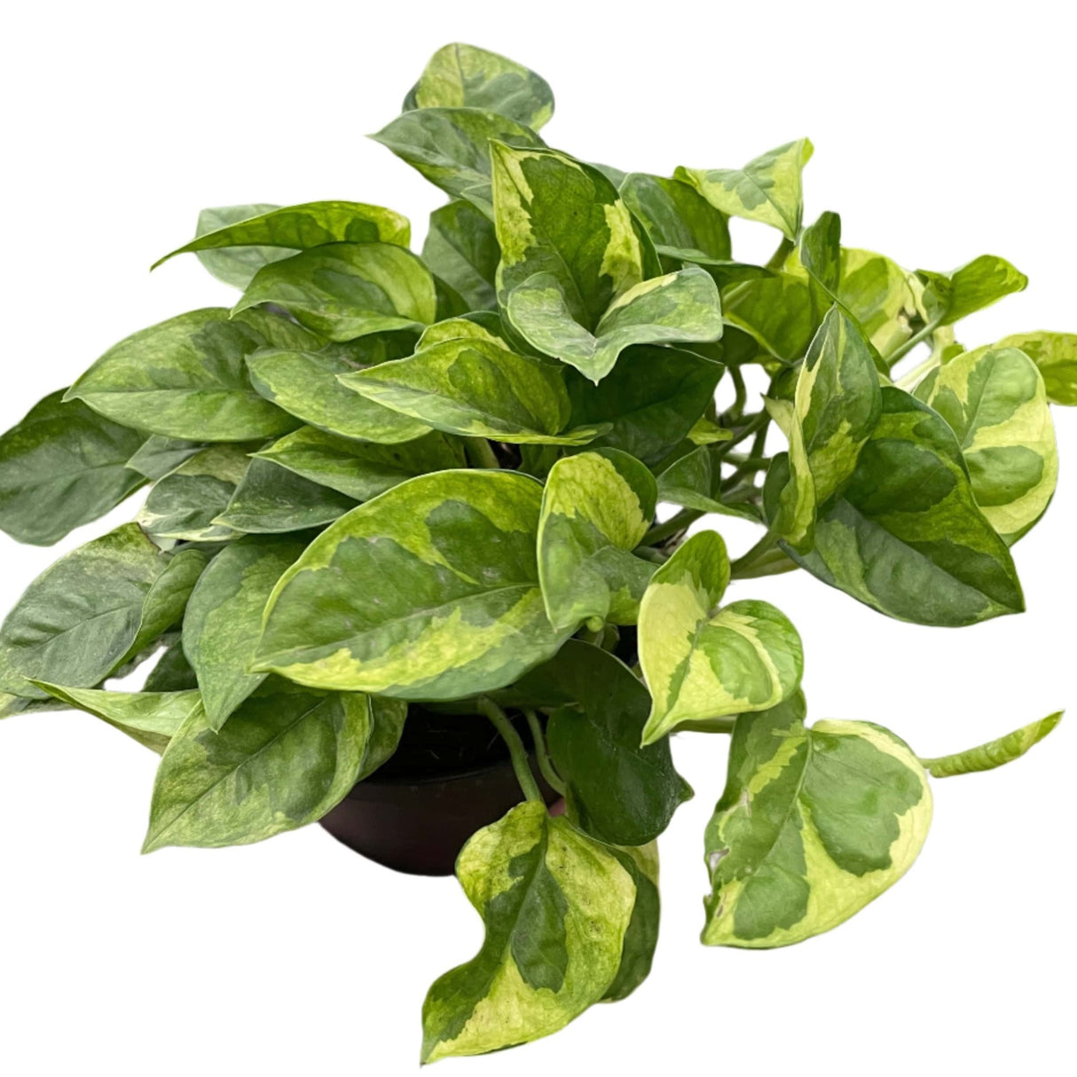 pothos cost Pothos 'Lemon Meringue'