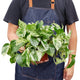 Person wearing an apron holding a full Pothos 'Marble Queen' plant with dense variegated foliage.