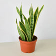 Laurentii snake plant in a 6 inch nursery planter