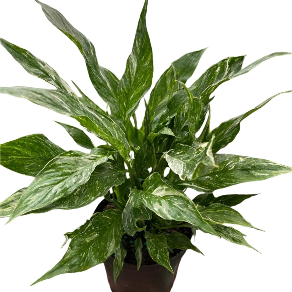 Variegated Peace Lily 'Domino' – Unique, Air-Purifying Houseplant