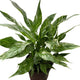 Spathiphyllum Domino Variegated Peace Lily in 6 inch nursery planter on white background