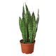 Snake Plant 'Zeylanica' in 6 inch nursery planter on white background