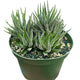 Potted Zebra Succulent in a green plastic pot, with multiple offshoots growing from the base.