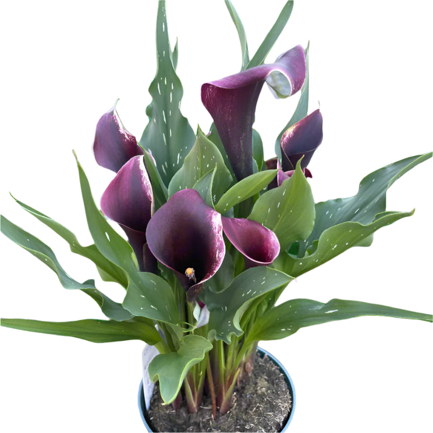 Dark purple calla lily in nursery planter on neutral background