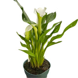 white calla lily zantedeschia houseplant on white background