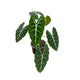 Alocasia Micholitziana 'Frydek'