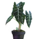 Alocasia Micholitziana 'Frydek'