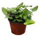 fern heart houseplant in 6 inch nursery planter on white background