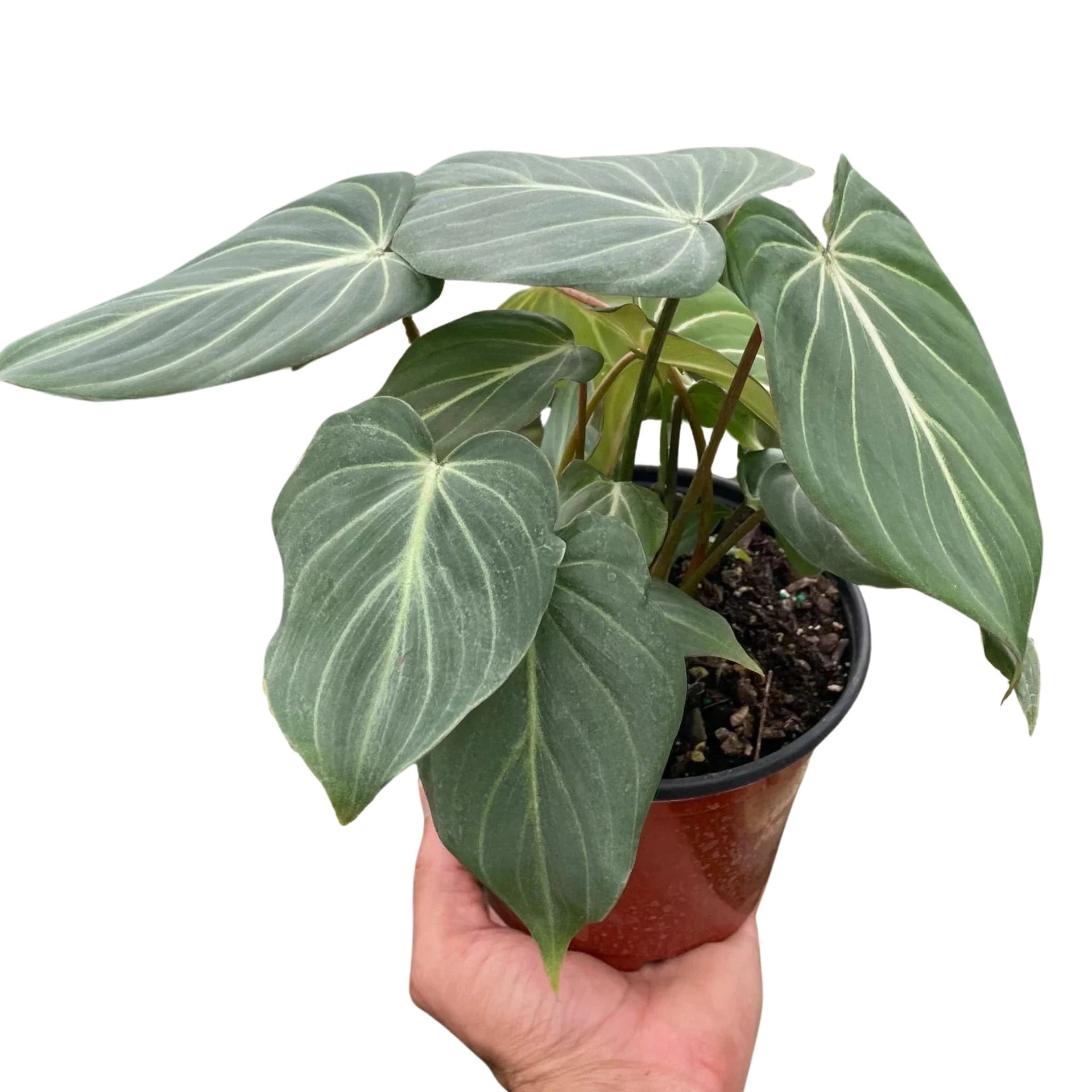 philodendron zebra Philodendron Gloriosum 'Zebra' – Rare, Stunning, Tropical Foliage