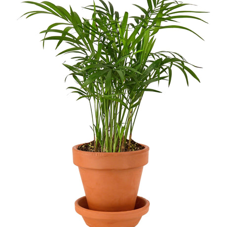 parlor palm tree in terra cotta pot on white background