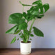 Split Leaf Monstera with broad green leaves and natural splits in a white pot on wooden table against white wall.