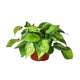 philodendron brasil houseplant in 6 inch planter with variegated foliage on white background
