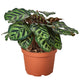 Calathea 'Makoyana' in a 6 inch nurser pot, with green patterned leaves and reddish undersides.