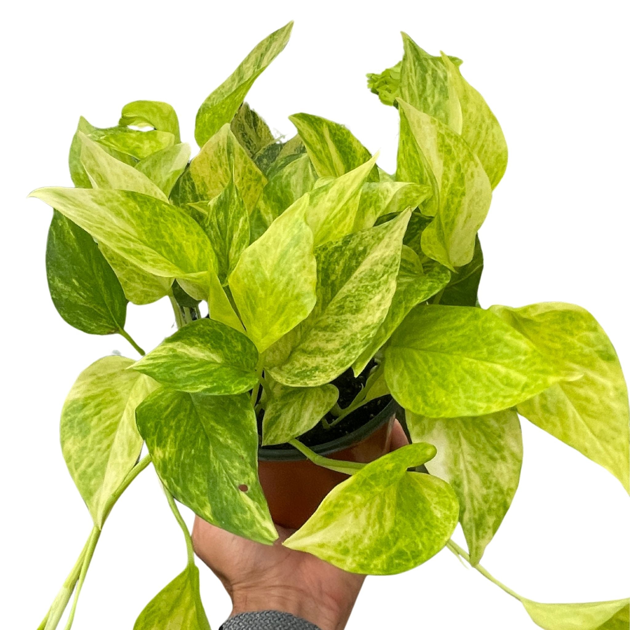 Nationwide Plants Pothos - Thumbnail 4