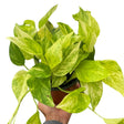 Another hand-held view, emphasizing the lush and cascading foliage.