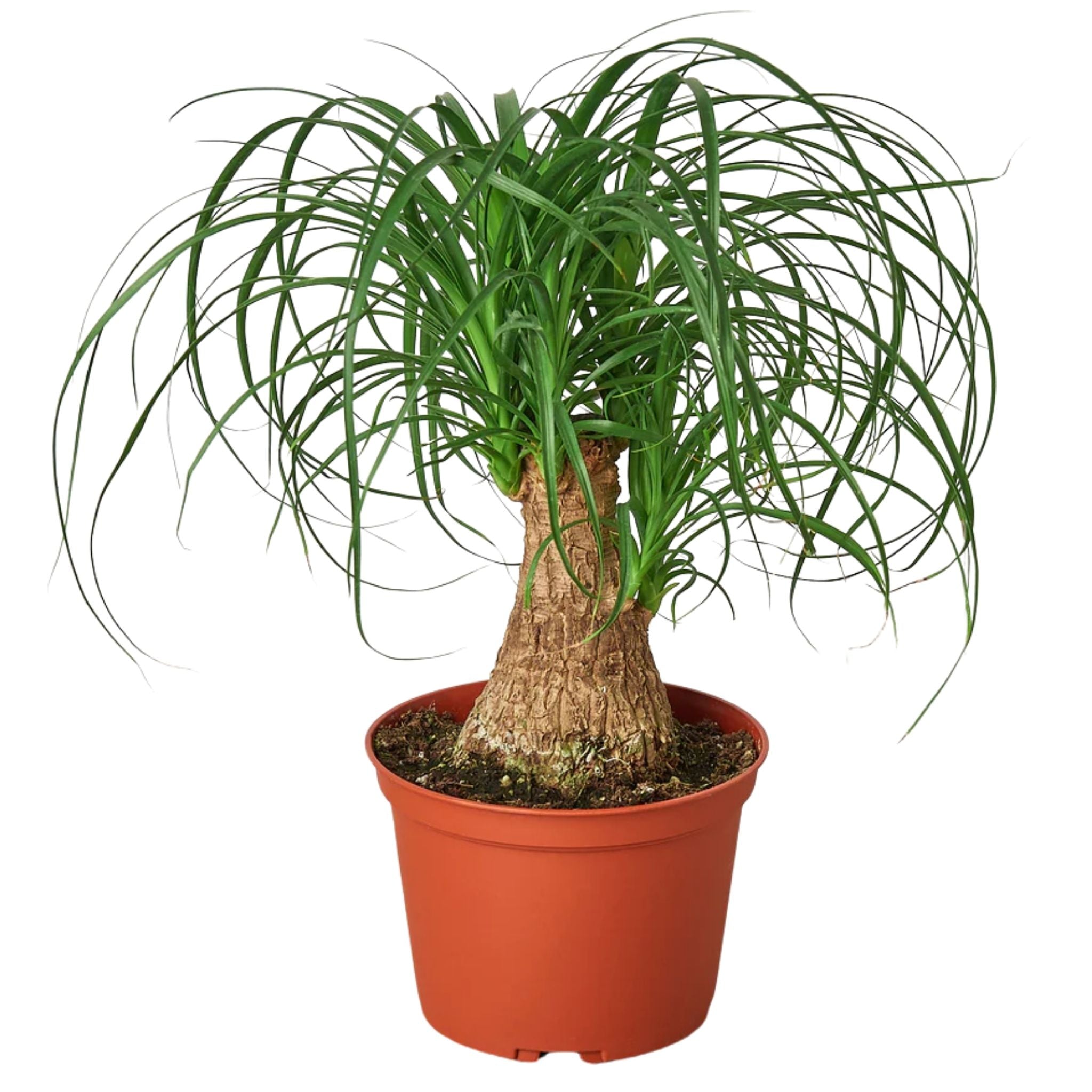 Ponytail Palm – Sculptural, Easy-Care, Tropical Succulent