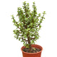 A Dwarf Jade Bonsai with upright growth and thick, glossy leaves in a red pot against a white background.