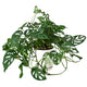 Swiss Cheese Monstera with split green leaves in a white pot.