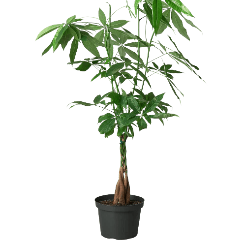 money tree planter The Snobby Leaf | Money Tree 'Guiana Chestnut' Pachira Braid - 6 inch Pot