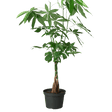 guiana chestnut pachira money tree large size 8 inch planter
